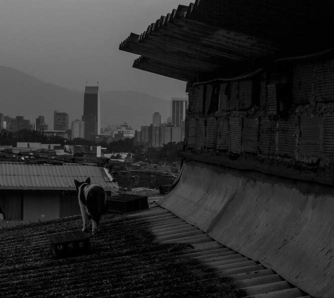 Medellin observada por un gato.jpg