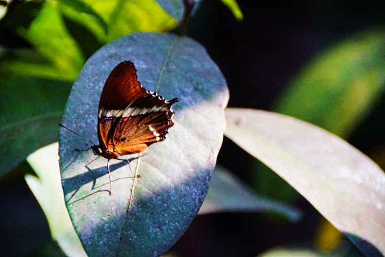 mariposa2.jpg