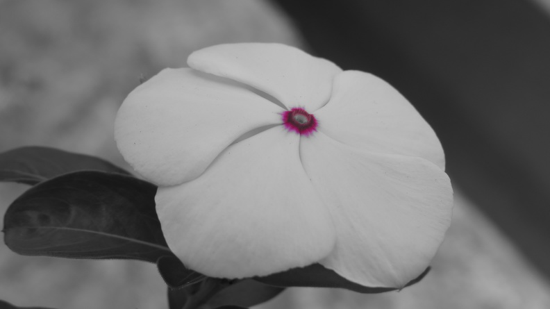 Flor en Blanco.JPG