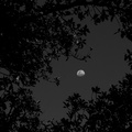 La luna a través de los arboles.jpg